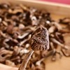 有机野生榛蘑 | 双有机认证 小兴安岭山脉 自然晾晒 去根去杂 个头饱满 小鸡炖蘑菇食材 商品缩略图4