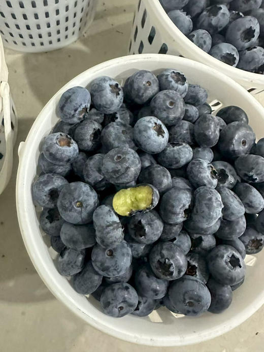 脆甜花香蓝莓 商品图5