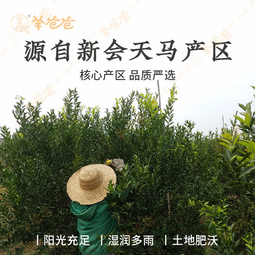 【新会陈皮】天马产区|陈香回甘 清润醇厚 泡茶煲汤佳品 商品图5