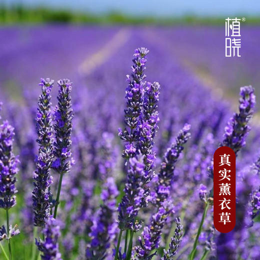 植晓 真实薰衣草精油 5ml 商品图1