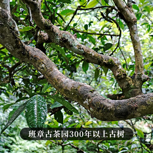 【女儿红】2025年头春头采勐海班章五寨核心产区，红茶界的天花板堪称是女人蕞好的“伴侣” 班章晒红红茶紧压茶饼 200g/饼 拍5发6 拍20发25 商品图7