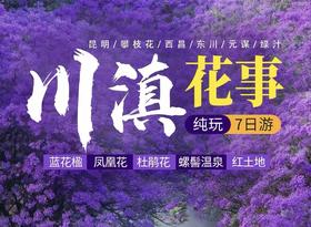 川滇花事：紫缀双城 红染川滇  ——昆明西昌蓝花楹+攀枝花凤凰花+东川红土地7天观光摄影团——