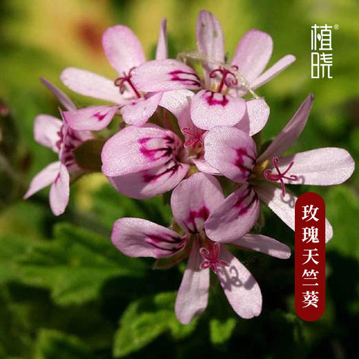 植晓 玫瑰天竺葵精油 5ml 商品图1