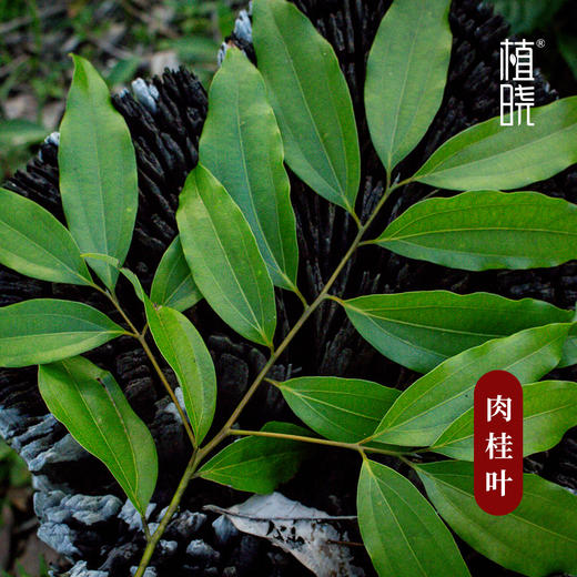 植晓 肉桂叶精油 5ml 商品图1