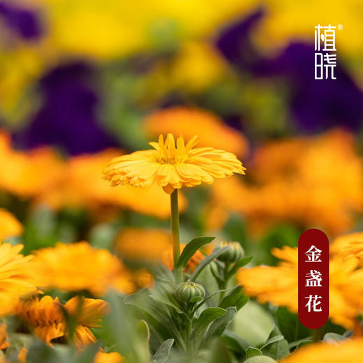 植晓 金盏花浸泡油 50ml 商品图1