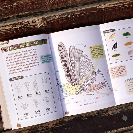 我的昆虫学入门书：无穷小亮讲昆虫，和无穷小亮一起玩懂昆虫，成为更有趣的人！昆虫插画科普 商品图4