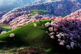 【赏花】新疆乌鲁木齐、赛里木湖（环湖+无人机航拍）、吐尔根杏花沟、大西沟福寿山、那拉提空中草原、库尔德宁雪岭云杉、独山子大峡谷、伊宁六星街、天山天池双飞8天