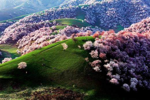 【赏花】新疆乌鲁木齐、赛里木湖（环湖+无人机航拍）、吐尔根杏花沟、大西沟福寿山、那拉提空中草原、库尔德宁雪岭云杉、独山子大峡谷、伊宁六星街、天山天池双飞8天 商品图0