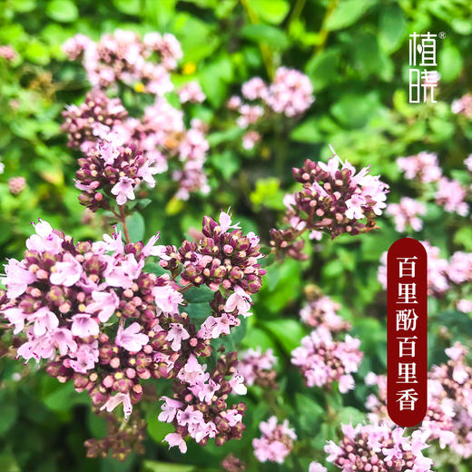 植晓 百里酚百里香精油 5ml 商品图1