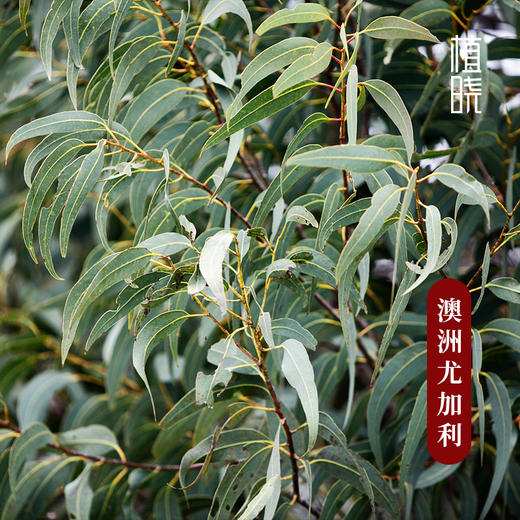 植晓 澳洲尤加利精油 5ml 商品图1