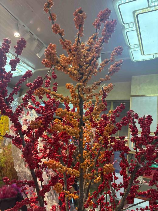 【心想柿橙】冬青 橙色 单枝 约1.3米 商品图5