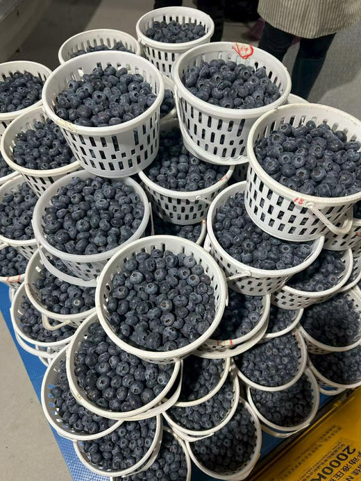 脆甜花香蓝莓 商品图9