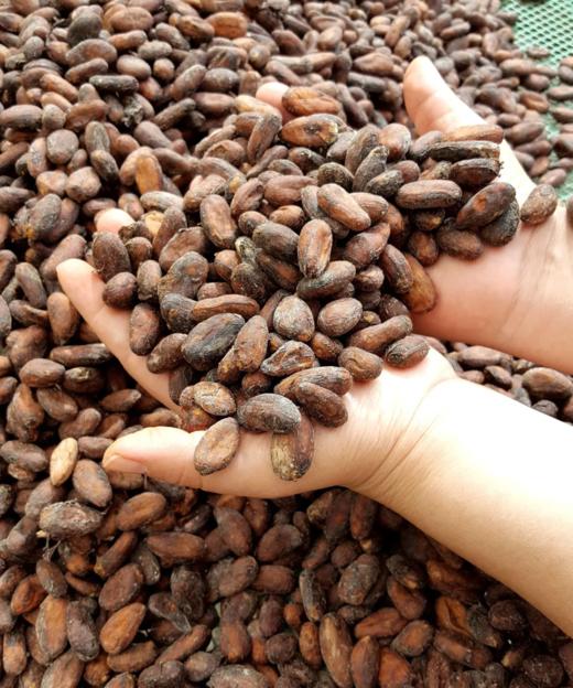 巧克力鄙视链 1%稀有“素颜生可可”！全球富豪都抢不到 商品图4