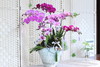 高雅混搭蝴蝶兰8株 商品缩略图0
