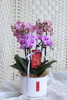 年宵花蝴蝶兰.简约混搭4株 商品缩略图1