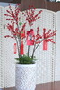 年宵花红红火火冬青 商品缩略图1