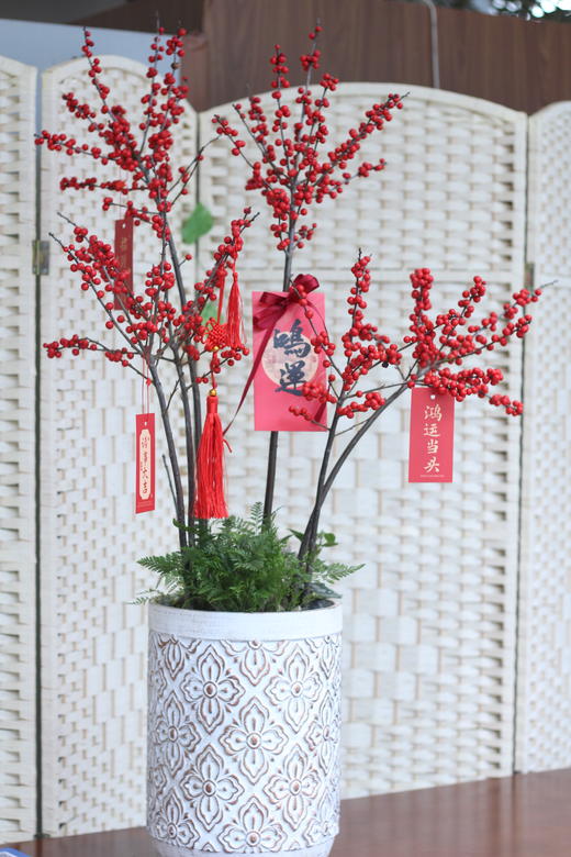 年宵花红红火火冬青 商品图1