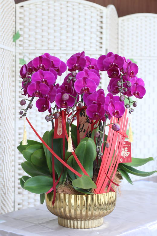 年宵花蝴蝶兰金盆大辣椒.8株 商品图0