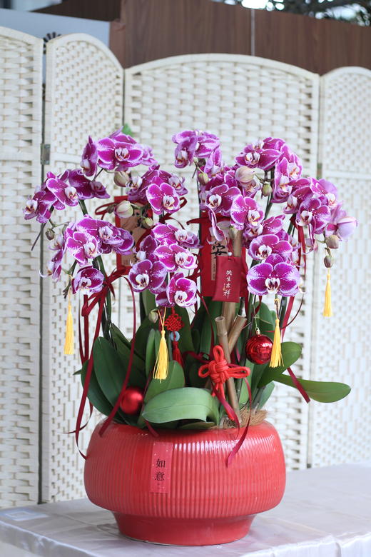 年宵花蝴蝶兰微笑.10株 商品图0