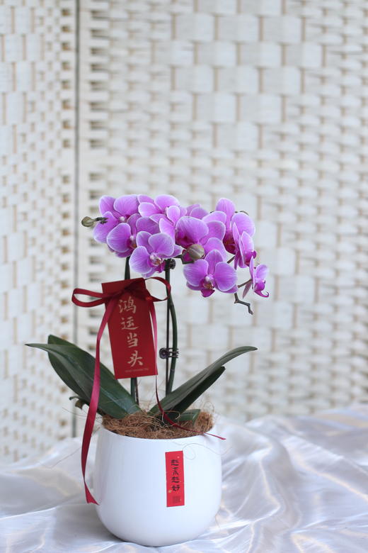 年宵花小蝴蝶兰 商品图0