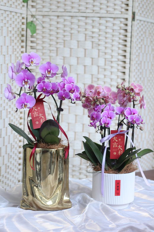 年宵花创意金盆蝴蝶兰 商品图1