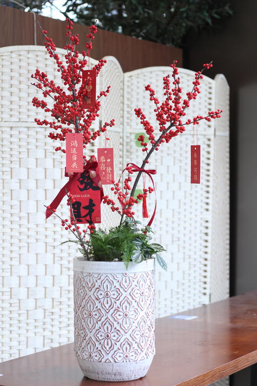 年宵花红红火火冬青 商品图0