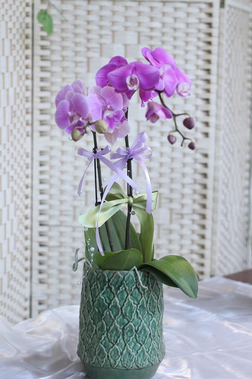 年宵花蝴蝶兰 商品图0