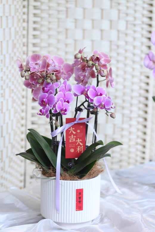 年宵花蝴蝶兰.简约混搭4株 商品图0