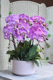 年宵花蝴蝶兰.粉图8株