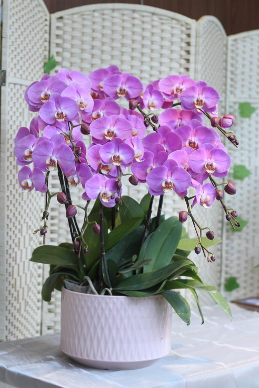 年宵花蝴蝶兰.粉图8株 商品图0