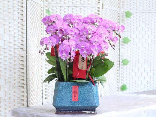 年宵花蝴蝶兰.时尚女神12株 商品图1