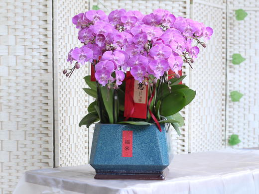 年宵花蝴蝶兰.时尚女神12株 商品图0