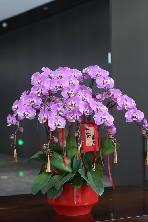 年宵花蝴蝶兰大花藏宝图.8株 商品图0
