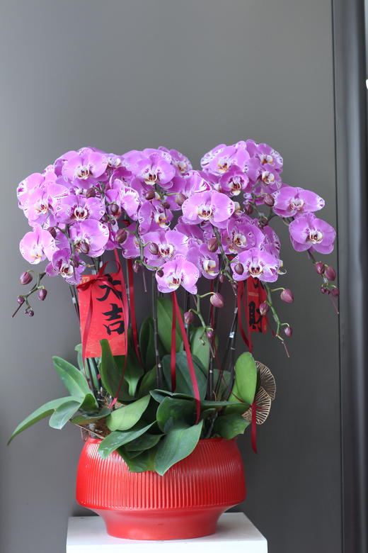 年宵花蝴蝶兰.藏宝图10株 商品图0