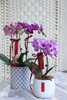 年宵花小蝴蝶兰 商品缩略图1