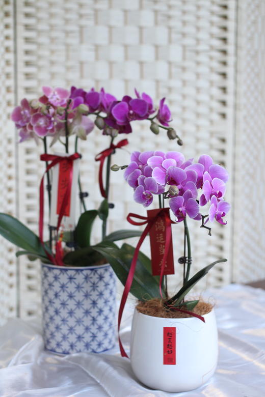 年宵花小蝴蝶兰 商品图1