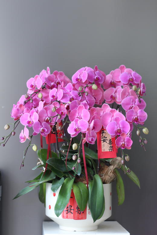 年宵花蝴蝶兰.香橙10株 商品图0