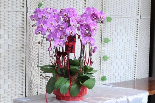 年宵花蝴蝶兰.藏宝图8株 商品图0