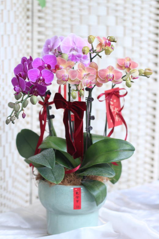 年宵花混搭蝴蝶兰7株 商品图0