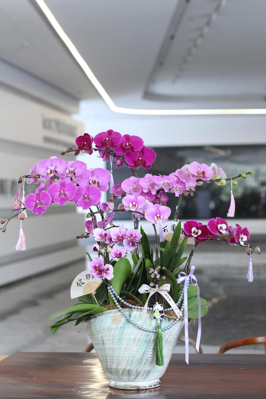 高雅混搭蝴蝶兰8株 商品图1