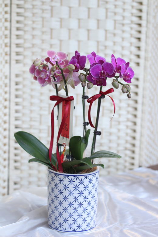 年宵花混搭蝴蝶兰 商品图0