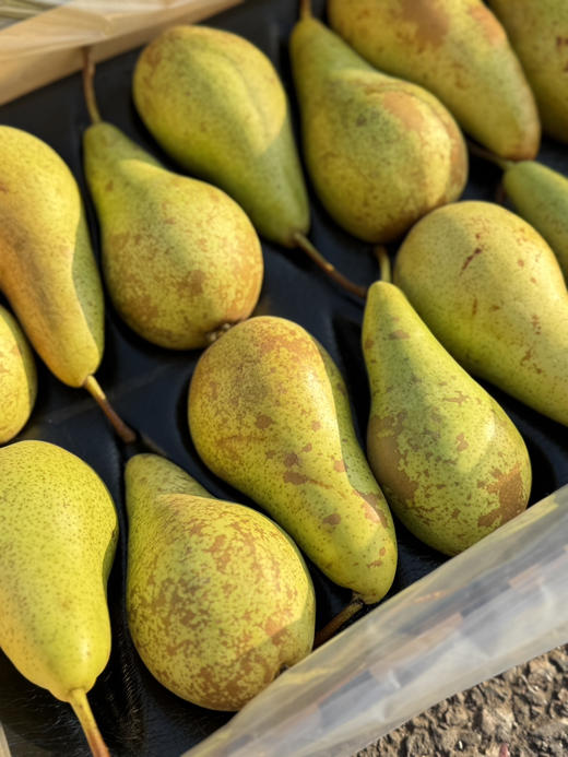 比利时进口啤梨 商品图6