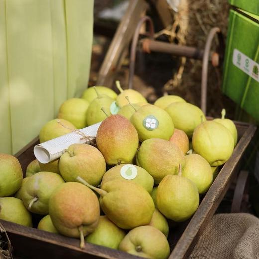 量贩装！特级玥梨～新疆库尔勒香梨【约14斤】~口感酥脆甜，水滋滋带有清香。 商品图6