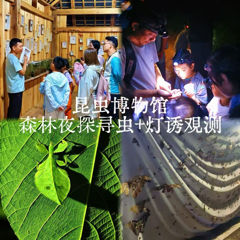 亲子自然探索 | 云南西双版纳雨林昆虫博物馆+夜探灯诱观察！中科院专业昆虫老师带队，每天可发，适合亲子出行！五一端午路线提前预定！