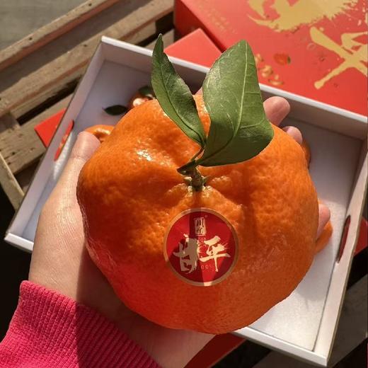 柑橘皇后~甘平【8-10粒装 礼盒➕礼袋】引进品种，果皮超薄，口感细嫩化渣，高糖低酸，不打糖，不打任何甜蜜素，柑橘中的高端品。 商品图0