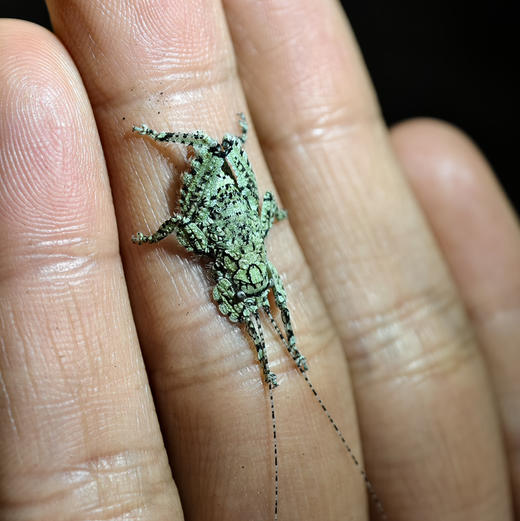 亲子自然探索 | 云南西双版纳雨林昆虫博物馆+夜探灯诱观察！中科院专业昆虫老师带队，每天可发，适合亲子出行！五一端午路线提前预定！ 商品图5