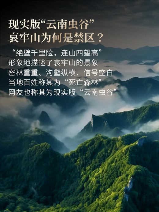 【哀牢山单株】2026年春茶预售0利润引爆茶圈，性价比之巅百元价格千元品质，秘境深处古树茶357克/饼 商品图5
