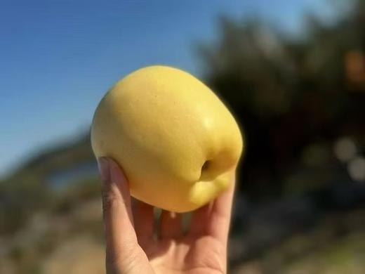 #冬恋苹果#，雪后苹果更脆甜，有糖心！集果木香，花香于一身，回味芬芳！ 商品图6