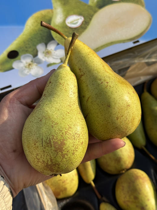 比利时进口啤梨 商品图5