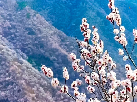 3.28第十一届【黄花城水长城国际徒步大会】暨第六届长城彩跑节 商品图8